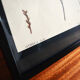 Myrica Gale framed pharmaceutical board
