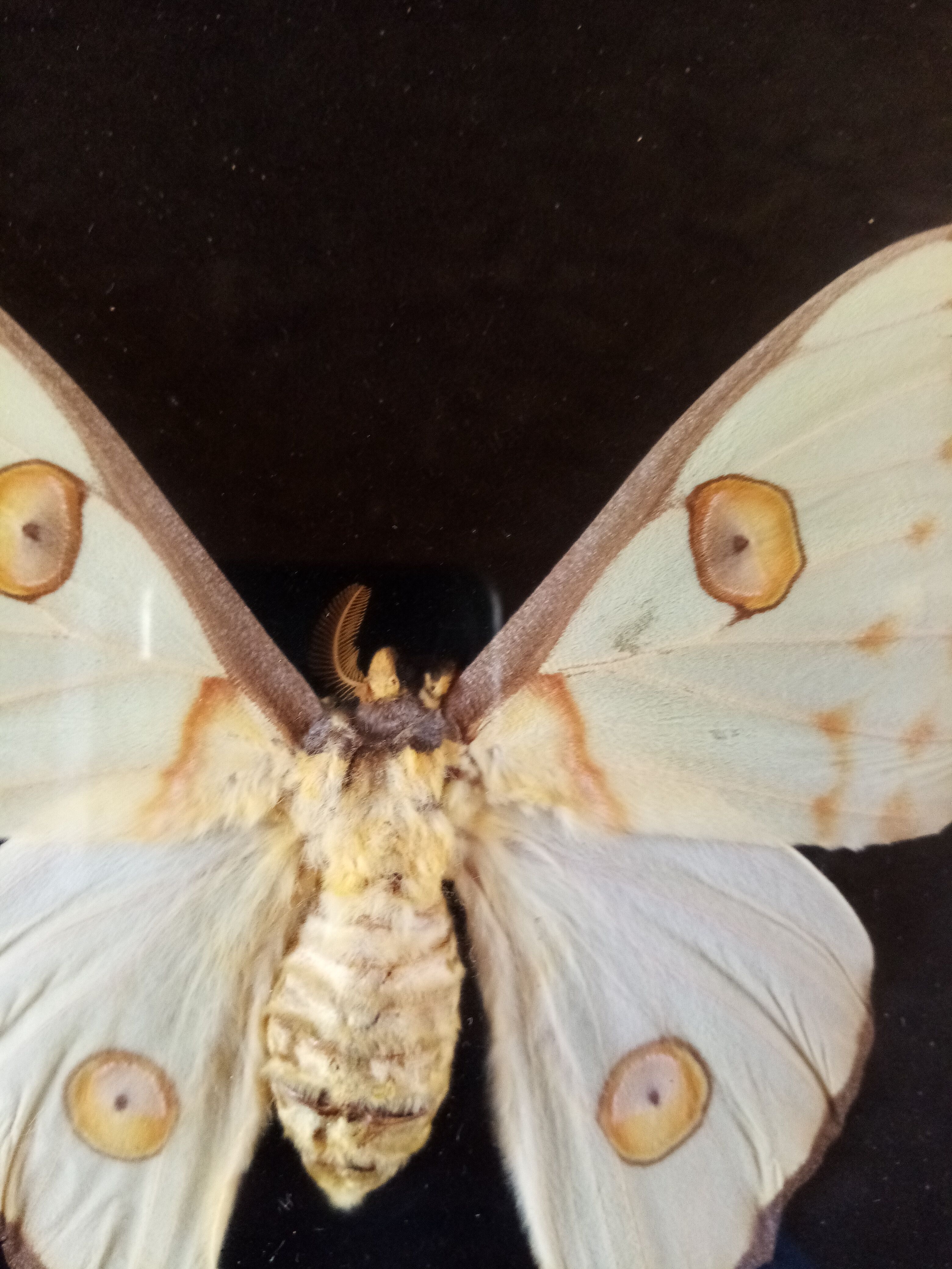 Butterfly with frame