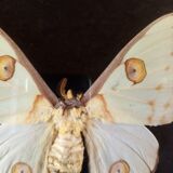 Butterfly with frame