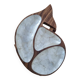 Empty wooden and mother-of-pearl whale pocket display
