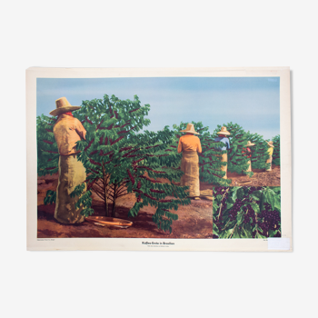 Educational Poster, Coffee Harvest in Brazil, 1951