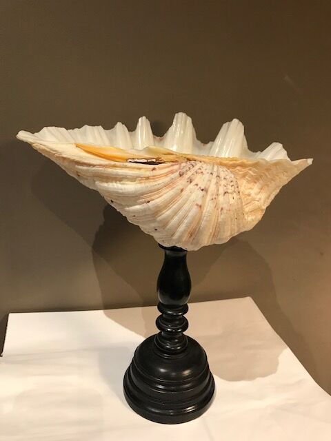 Clam mounted in vacuum pocket