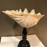 Clam mounted in vacuum pocket