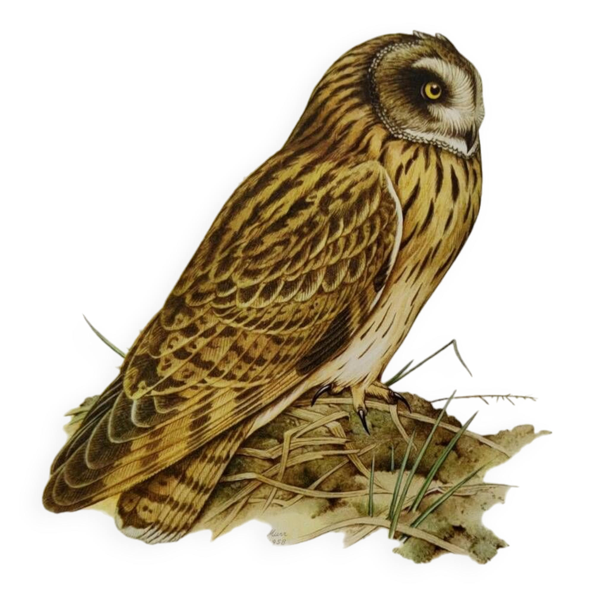 Bird board 1960s - Short-eared Owl - Vintage zoological and ornithological illustration