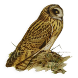 Planche oiseaux Années 1960 - Hibou des Marais - Illustration zoologique et ornithologique vintage