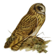 Bird board 1960s - Short-eared Owl - Vintage zoological and ornithological illustration