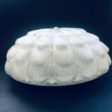 Large Frosted Flower Glass Sconce Wall Lamp from MCM, 1960s