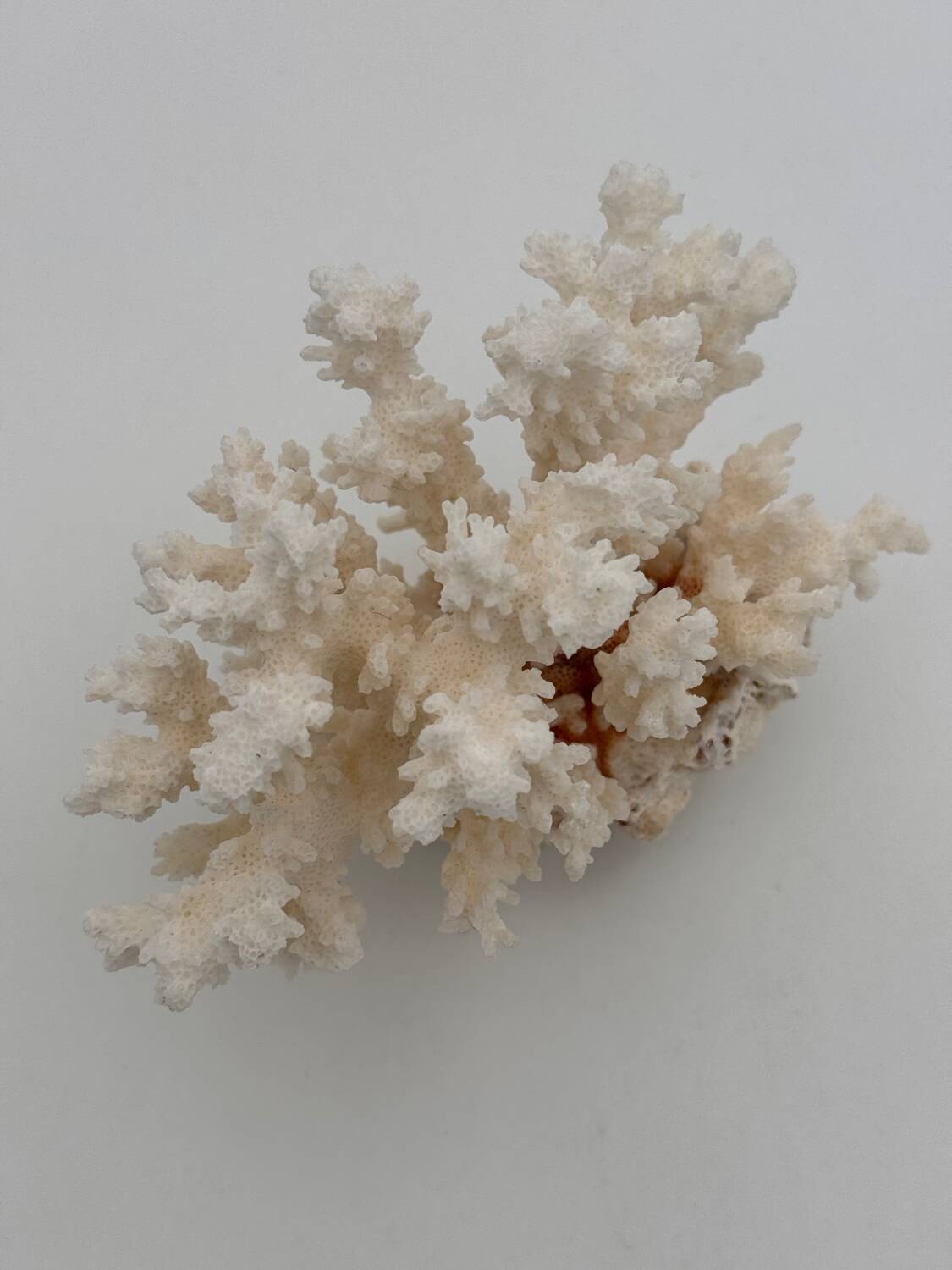 Old white natural coral - 1970s