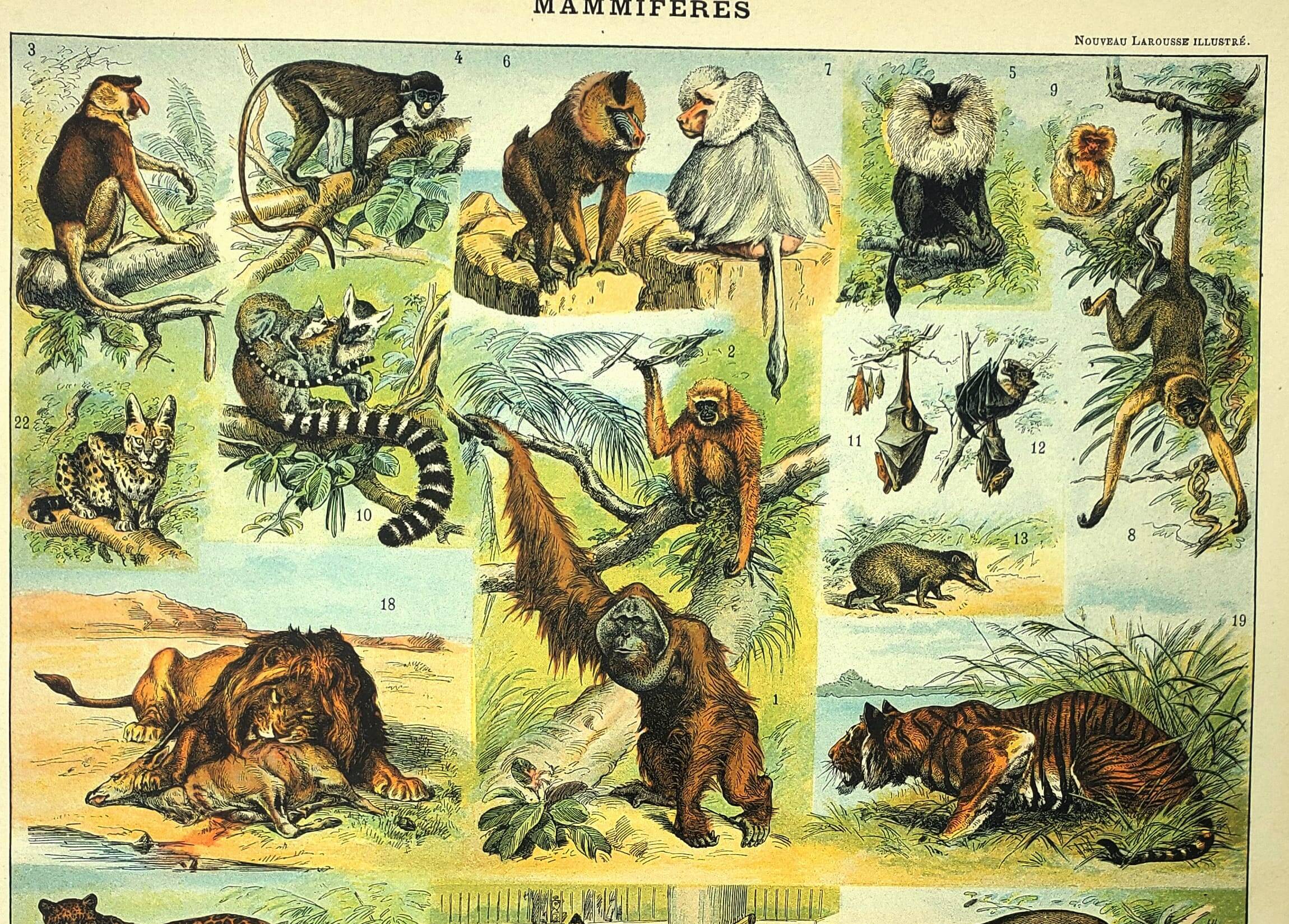 Antique engraving 1897 - Mammals 2, animals, zoology