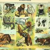 Gravure ancienne 1897 - Mammifères, animaux, zoologie