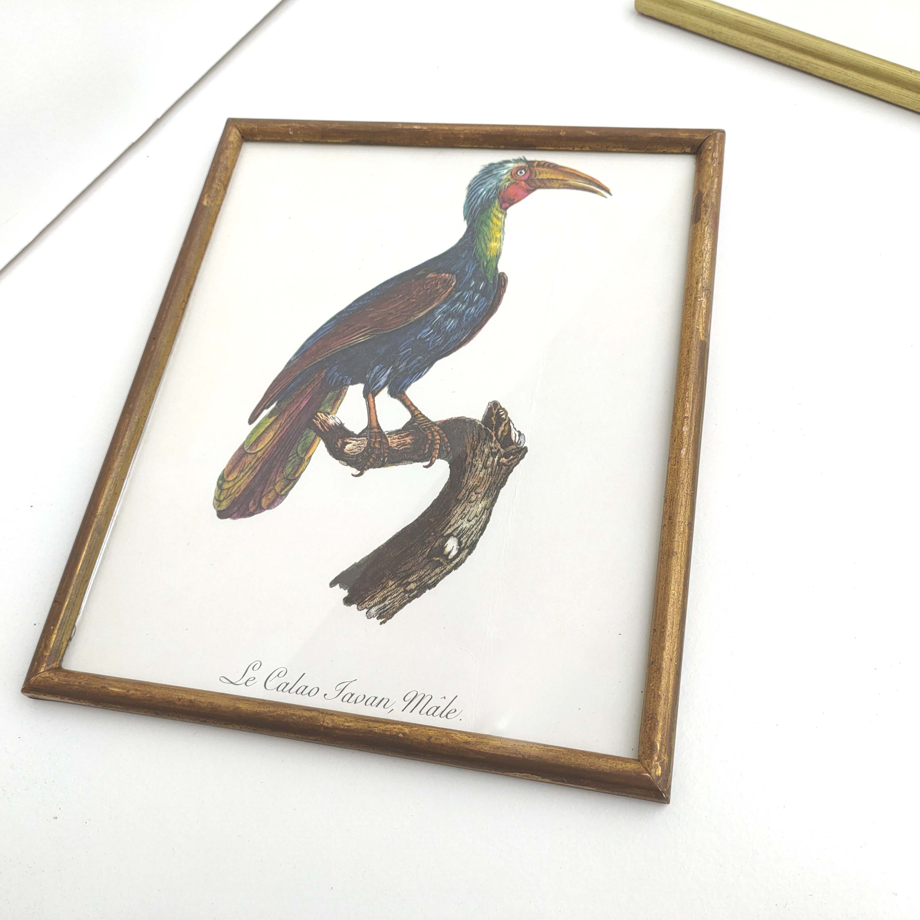 2 lithographed posters of birds in golden frames