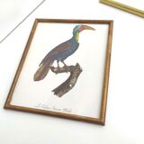 2 lithographed posters of birds in golden frames