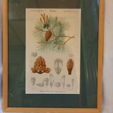 Old botanical plate, framed, representing a maritime pine.