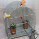 Ancienne cage à oiseaux