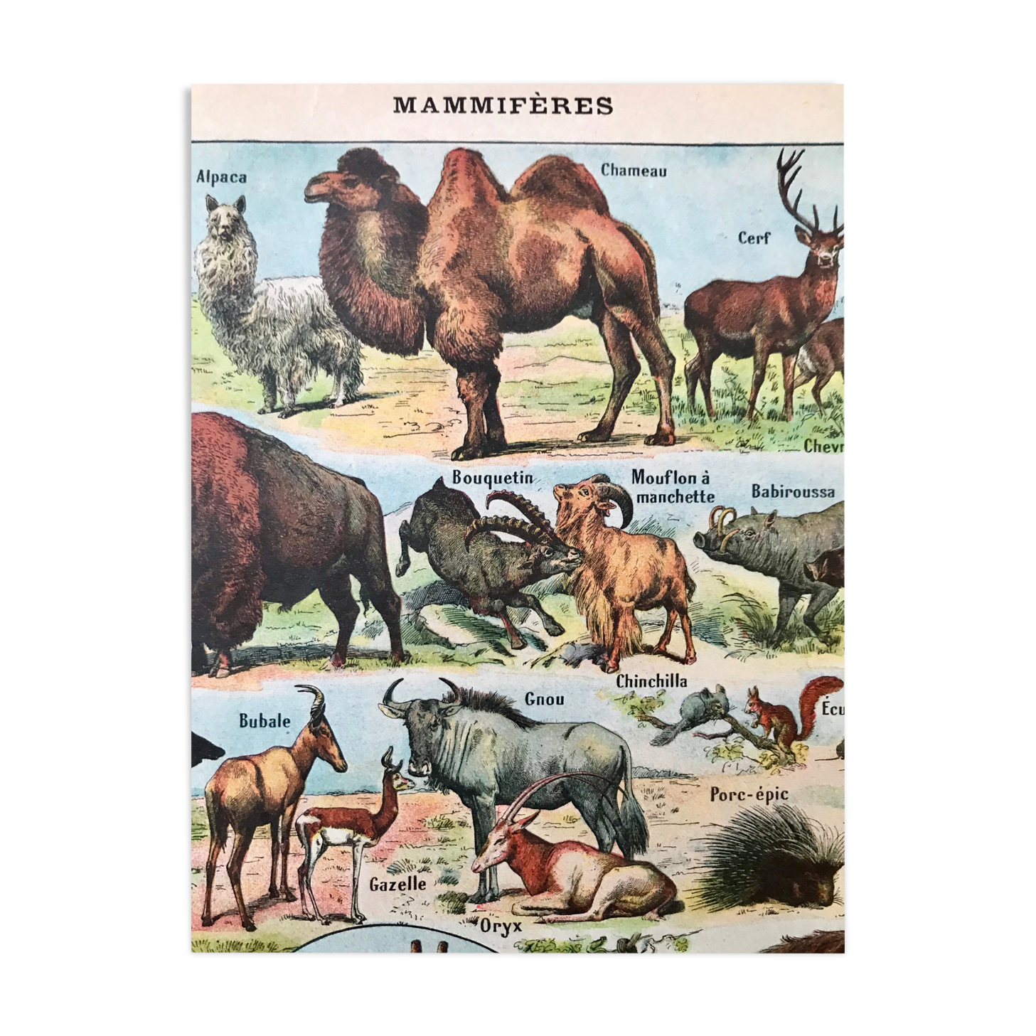 Ancient animal board 1922