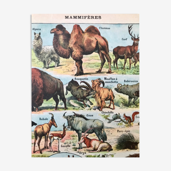 Planche animalière ancienne 1922