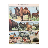 Ancient animal board 1922