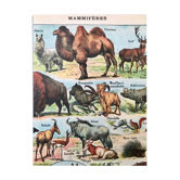 Ancient animal board 1922