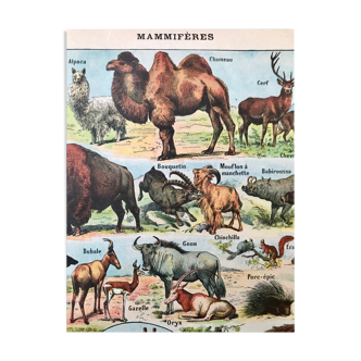Ancient animal board 1922
