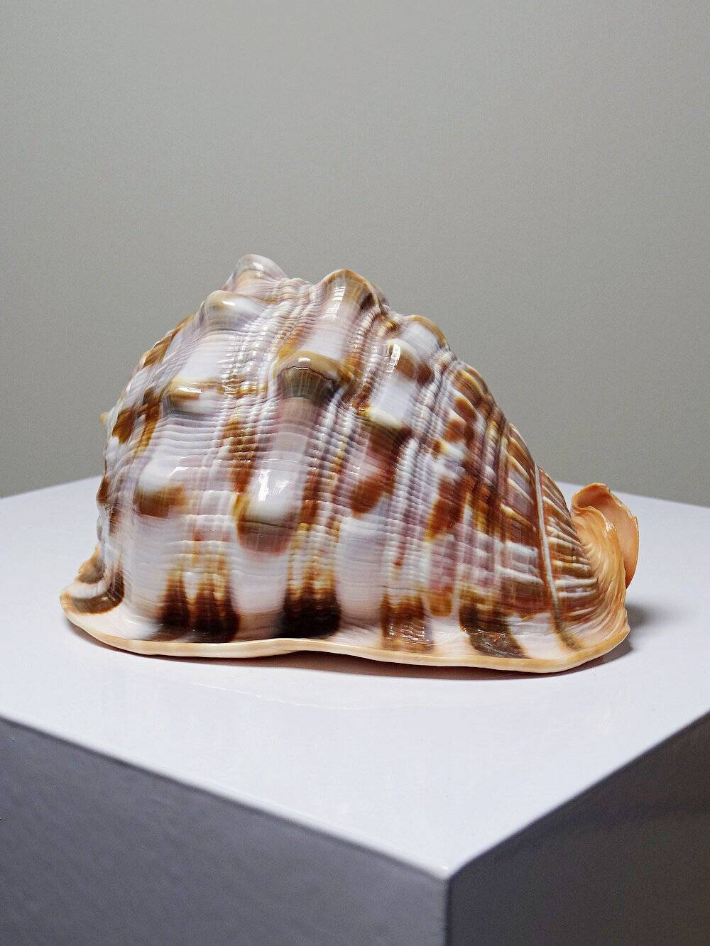 Large vintage shell cabinet of curiosities Cypraecassis rufa 15cm