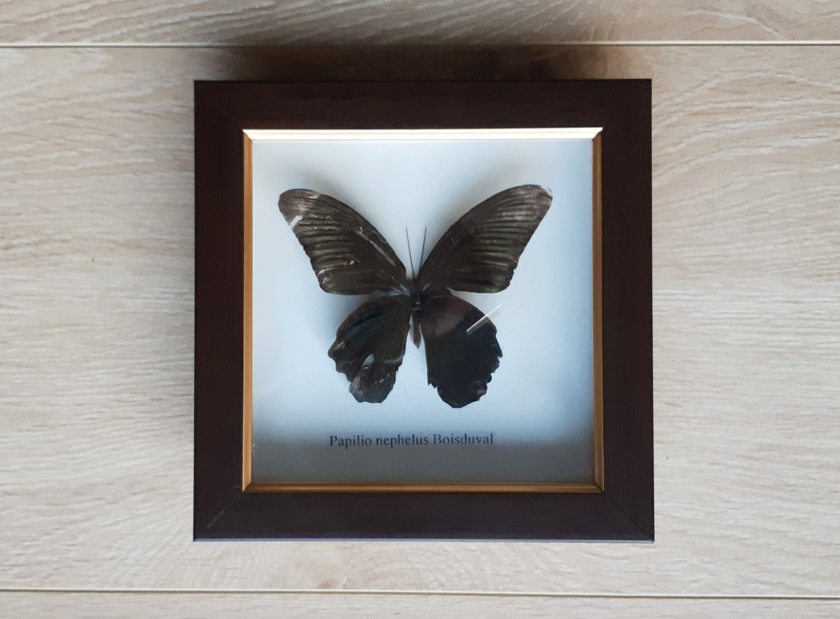 Naturalized butterfly under glass