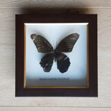 Naturalized butterfly under glass
