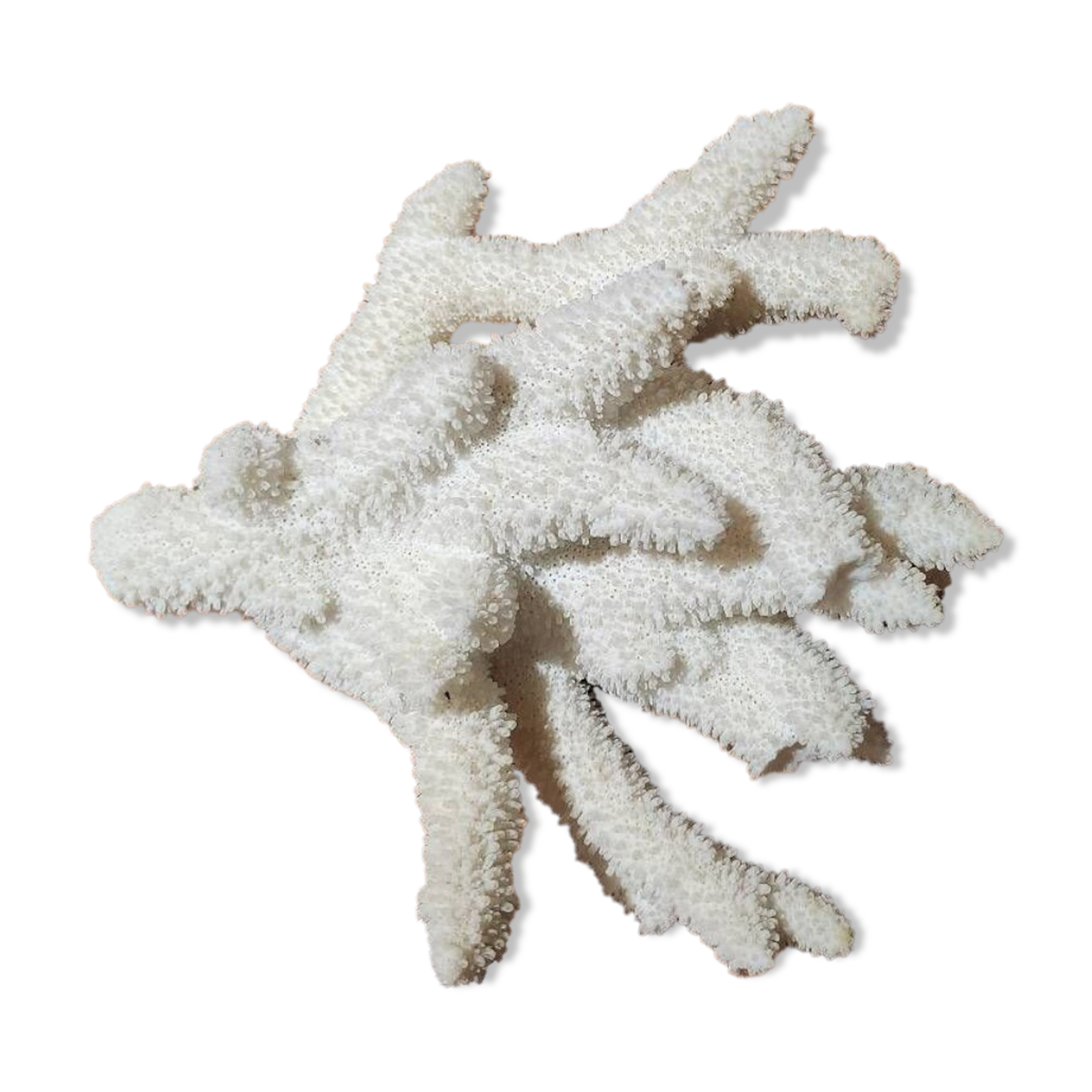 Large white coral