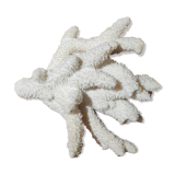 Gros corail blanc
