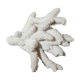 Gros corail blanc
