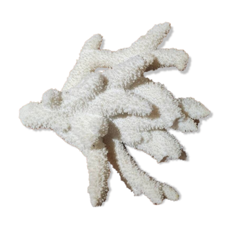 Large white coral