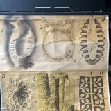 Vintage zoological map poster pfurtscheller