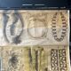 Vintage zoological map poster pfurtscheller