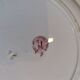 Plat St Amand rouge