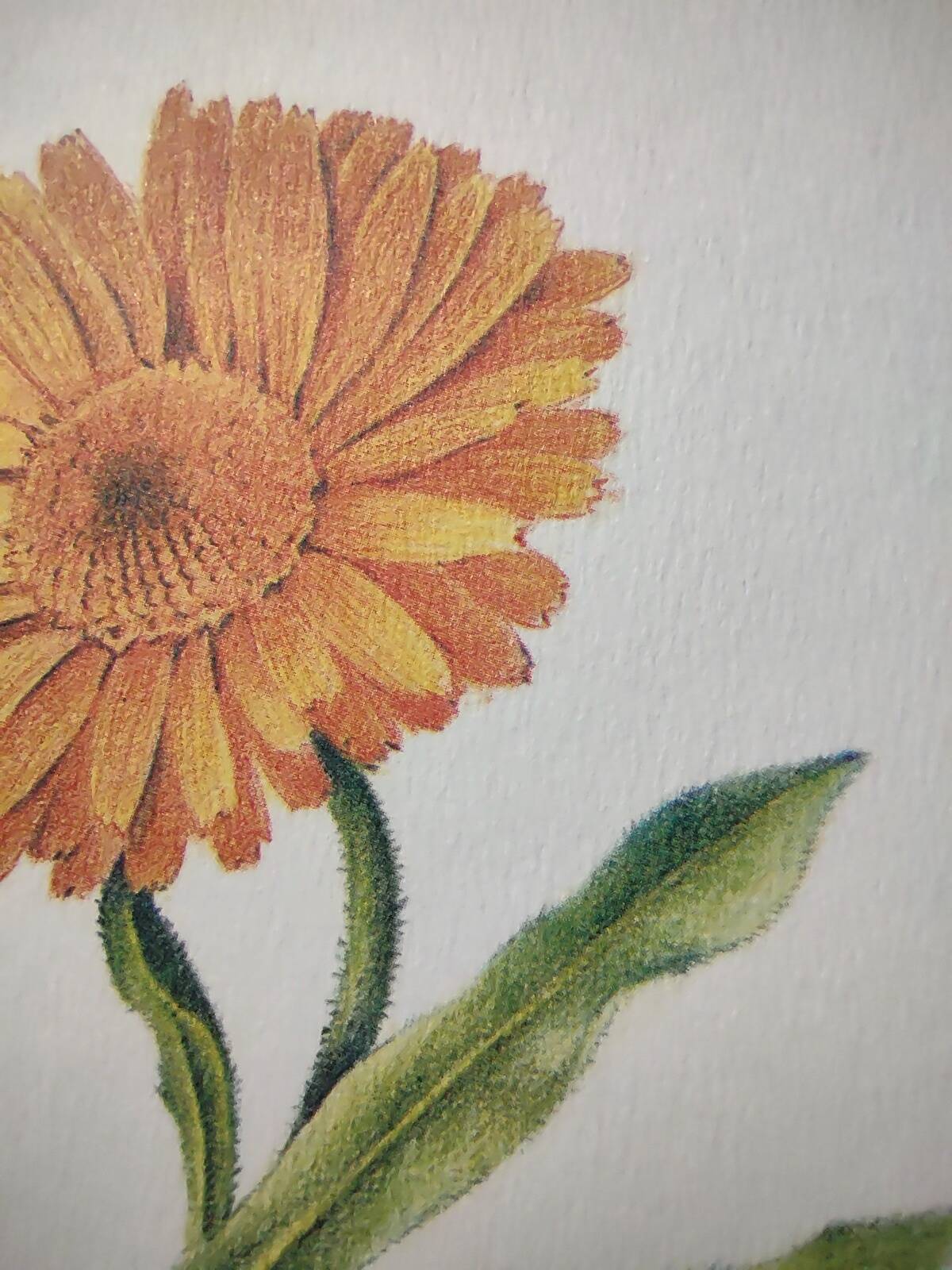 Botanical board -Garden Marigold- Pastel illustration of medicinal plants and flowers