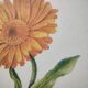 Botanical board -Garden Marigold- Pastel illustration of medicinal plants and flowers