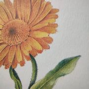 Botanical board -Garden Marigold- Pastel illustration of medicinal plants and flowers