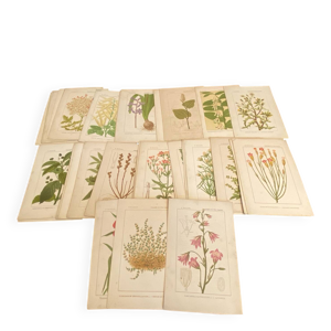 Série de 45 planches