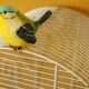 Cage à oiseaux décorative & ses 3 oiseaux