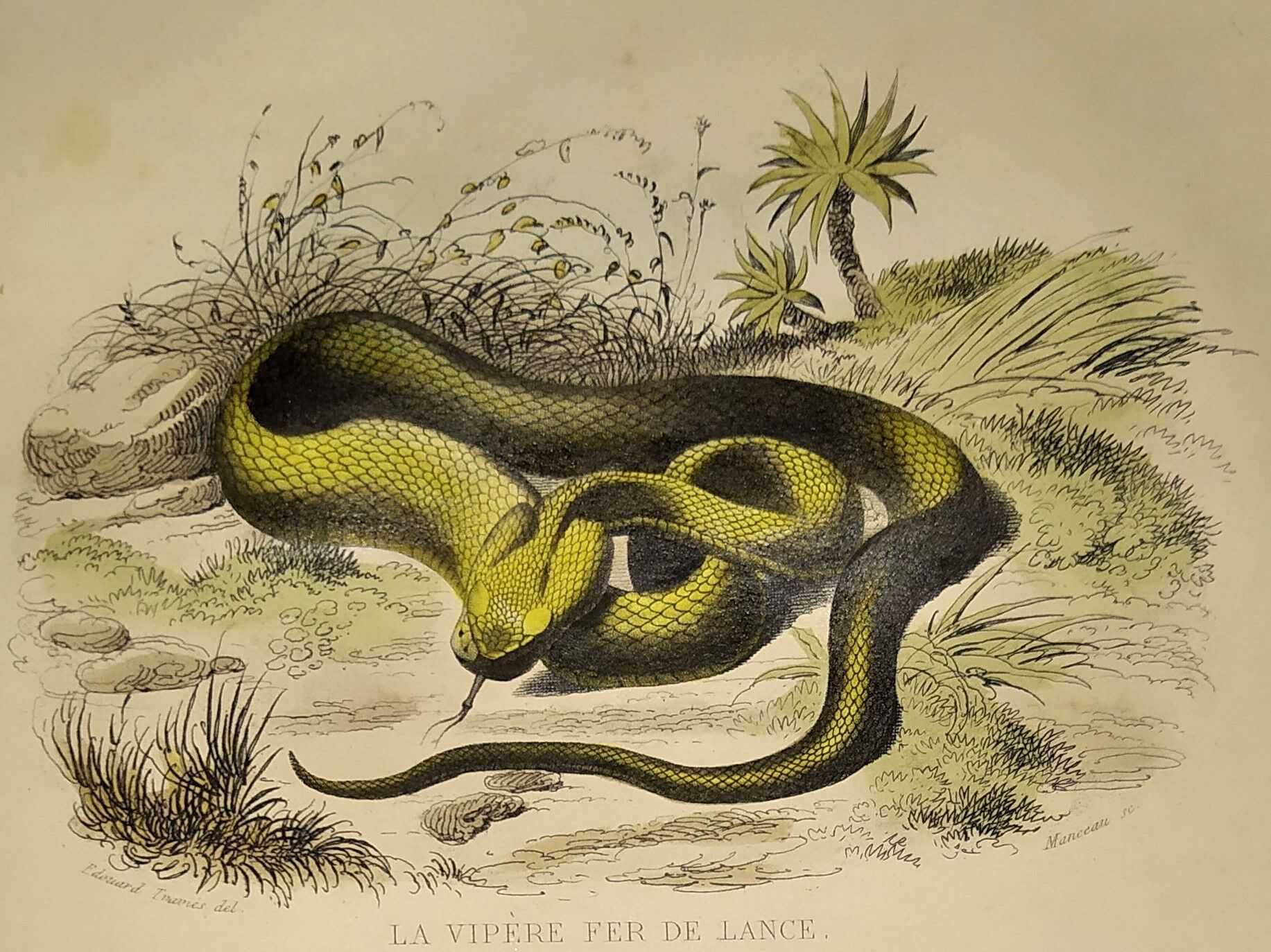 Original zoological plate of 1839 "saurian" the vipere spearhead &.....