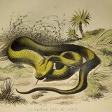 Original zoological plate of 1839 "saurian" the vipere spearhead &.....