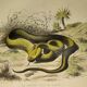 Planche zoologique originale de 1839 "saurien" la vipere fer de lance &.....