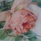 Ancient watercolor with rose