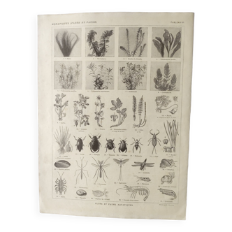 Gravure ancienne • Flore et Faune Aquatique • Affiche originale de 1922
