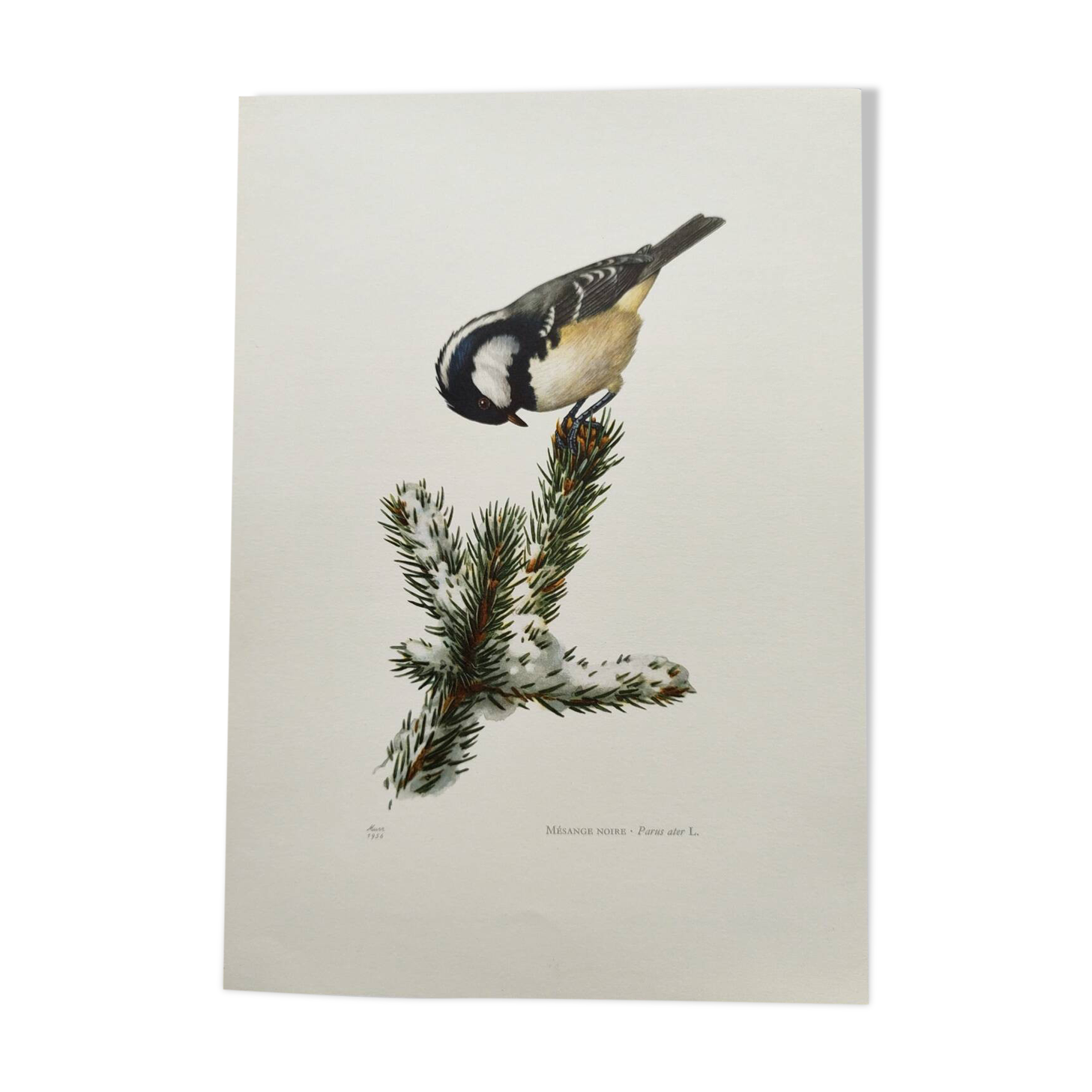 Planche oiseaux années 60 - mésange noire - illustration zoologique vintage