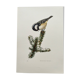 Planche oiseaux années 60 - mésange noire - illustration zoologique vintage