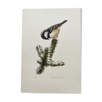 Bird board from the 60s - black tit - vintage zoological illustration