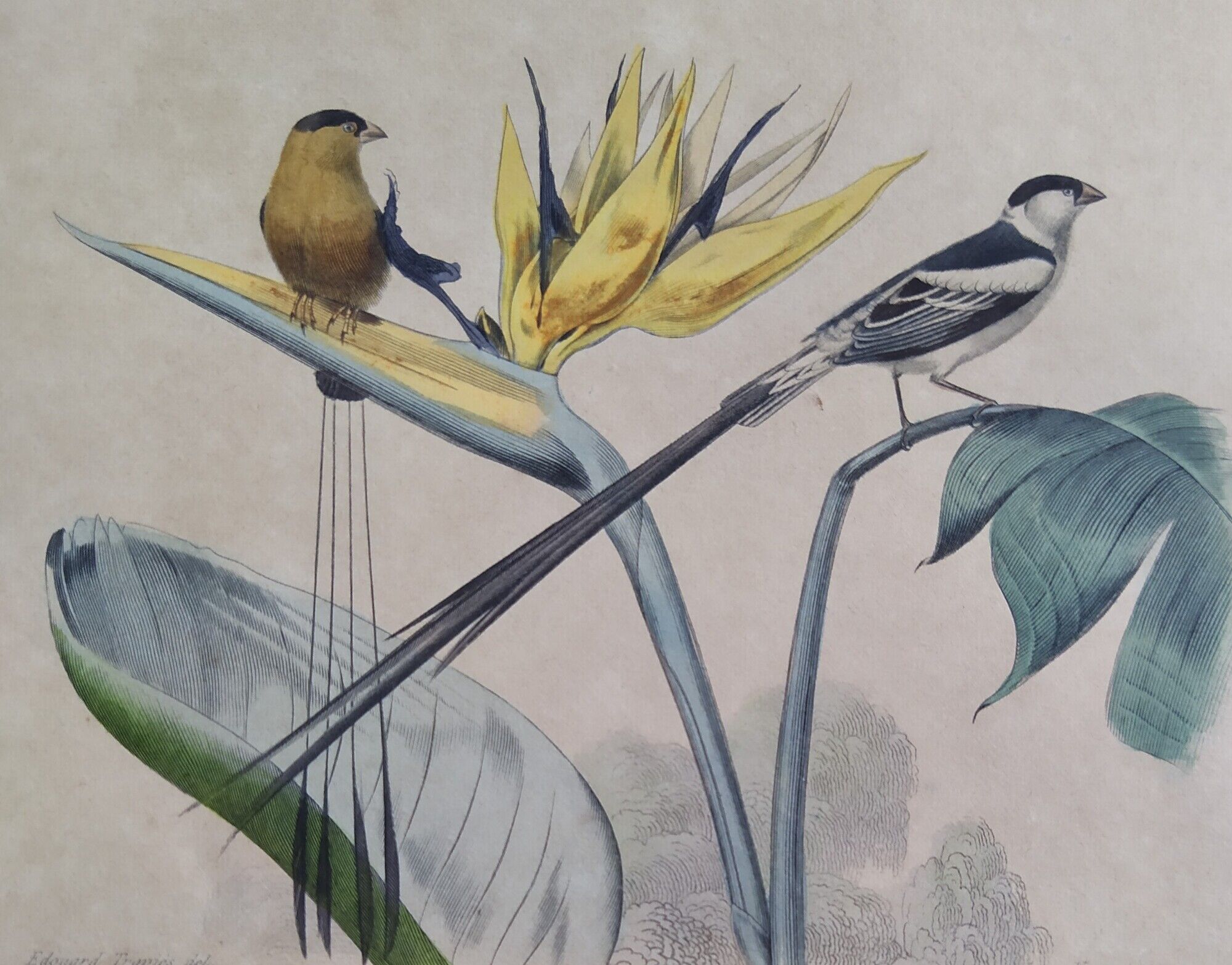 Ornithological board "Veuve to 4 Brins. Dominican - Chardonnert - Tarin" Buffon 1840