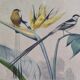 Ornithological board "Veuve to 4 Brins. Dominican - Chardonnert - Tarin" Buffon 1840