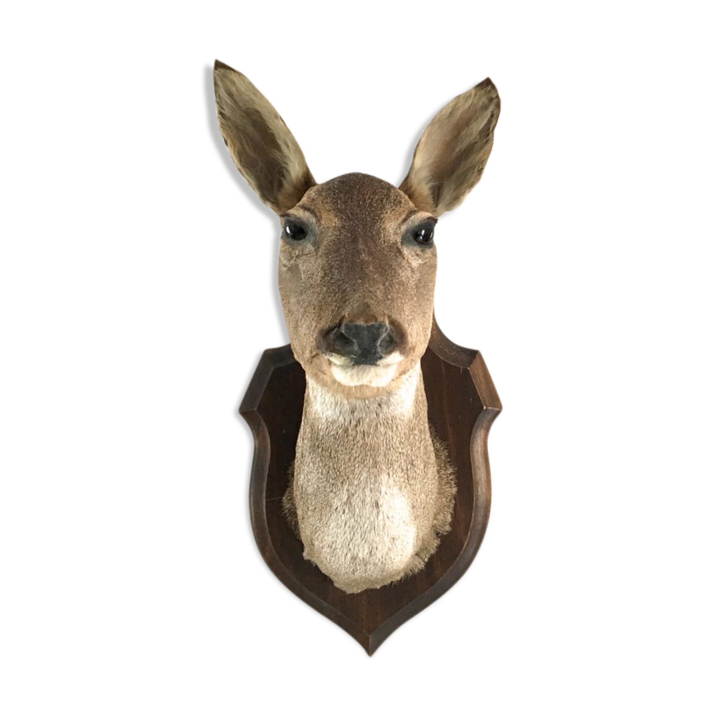 Tête de biche naturalisée