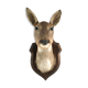 Tête de biche naturalisée